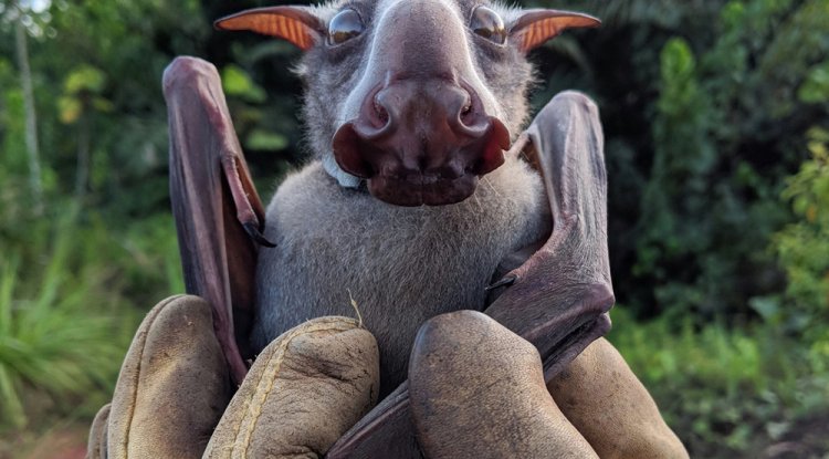 Hammerhead fruit bat: these animals have turned their face into a megaphone for insane screams