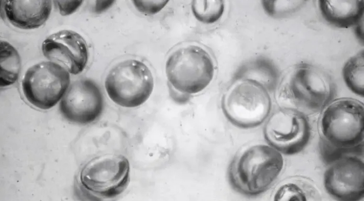 Harvard scientists have developed a new type of liquid
