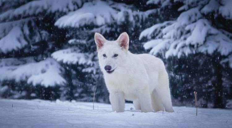 Wolves from Game of Thrones in Real Life