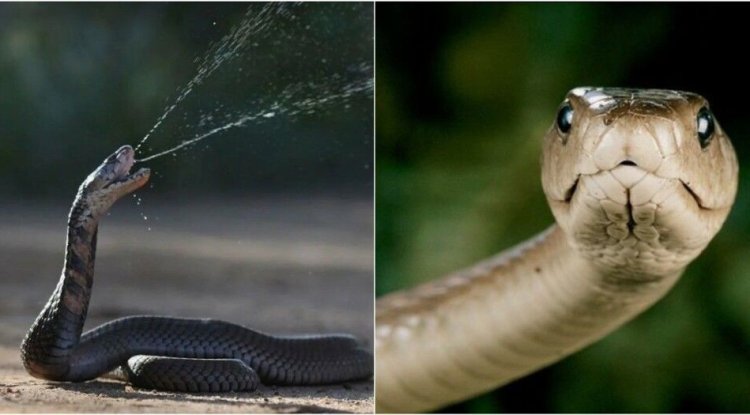 American worker helps invent super-antidote against all types of snakes
