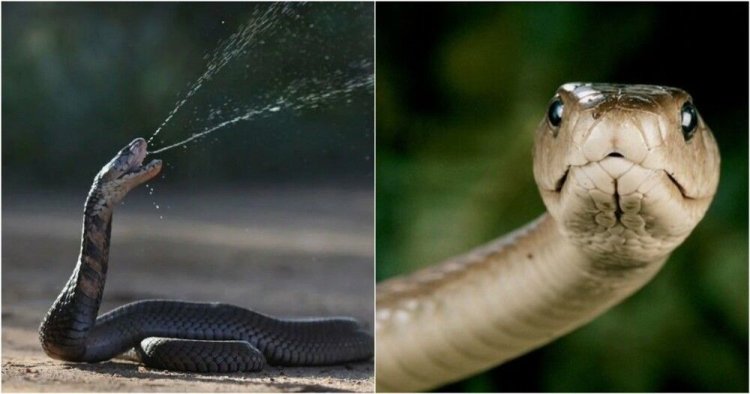 American worker helps invent super-antidote against all types of snakes